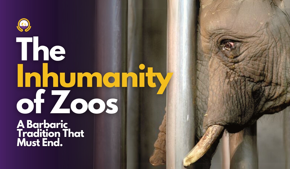 The Inhumanity of Zoos: A Barbaric Tradition That Must End